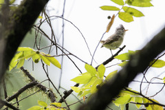 Camptostoma obsoletum