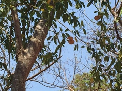 Aspidosperma megalocarpon