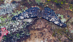 Hamadryas fornax