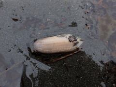 Paracaudina chilensis