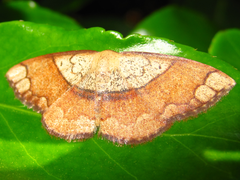 Pylargosceles steganioides