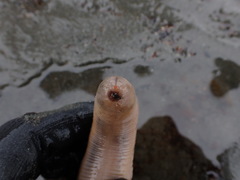 Paracaudina chilensis