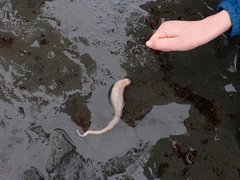 Paracaudina chilensis