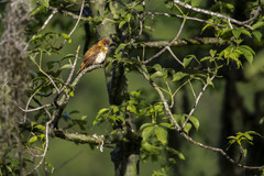 Pachyramphus spodiurus