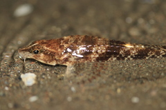 Odontopyxis trispinosa