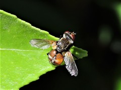 Gymnoclytia occidentalis