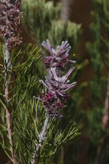 Paranomus bracteolaris