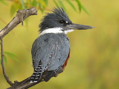 Ringed Kingfisher photo 3