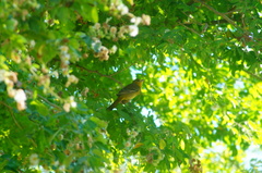 Icterus spurius