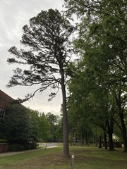 Pinus taeda