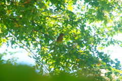 Icterus spurius