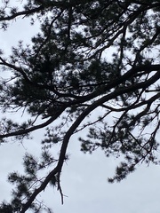 Pinus taeda