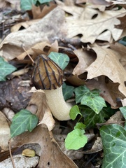 Morchella angusticeps
