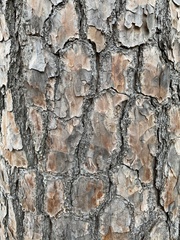Pinus taeda