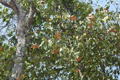 Aspidosperma megalocarpon
