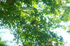 Icterus spurius