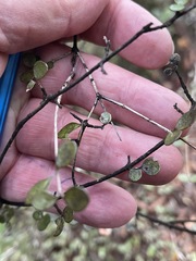 Neomyrtus pedunculata