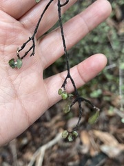 Neomyrtus pedunculata