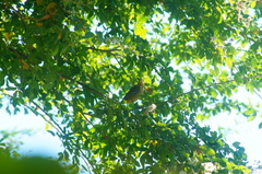 Icterus spurius