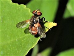 Gymnoclytia occidentalis