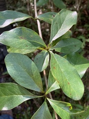 Berberis laurina