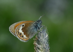 Coenonympha gardetta darwiniana