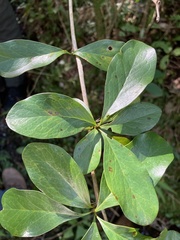 Berberis laurina