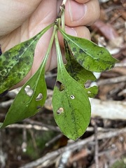 Coprosma foetidissima