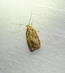 Psilocorsis quercicella