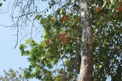 Aspidosperma megalocarpon