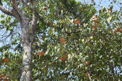 Aspidosperma megalocarpon