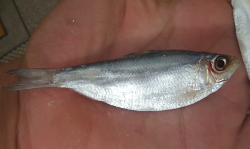 Deep-bodied sardine (Sardinella albella) — Clupeidae — 5