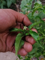 Capsicum annuum glabriusculum