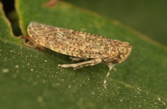 Achilidae