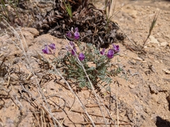 Astragalus desperatus
