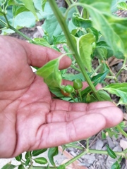 Capsicum annuum glabriusculum