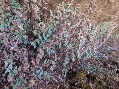 Argyrochosma limitanea