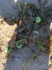 Cucurbitella asperata