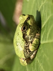Hyla japonica