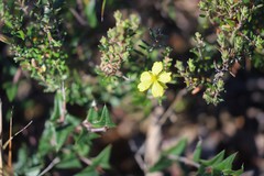 Hibbertia australis
