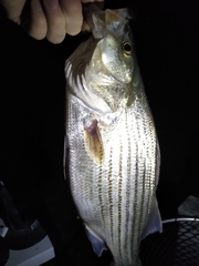 Morone chrysops × saxatilis