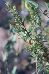 Hibbertia australis