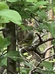 Vireo griseus
