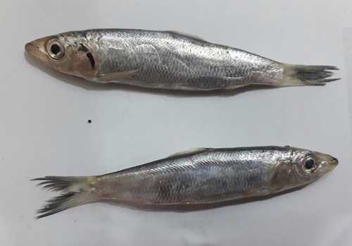 Hasselt's sprat (Dussumieria elopsoides) — Dussumieriidae — 5