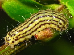 Pryeria sinica