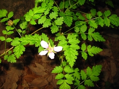 Rubus pungens oldhamii