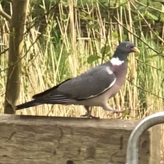 Columba palumbus