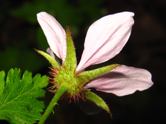 Rubus pungens oldhamii