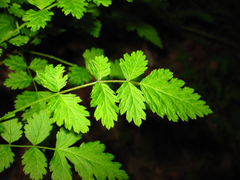 Rubus pungens oldhamii