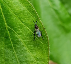 Rhaphium